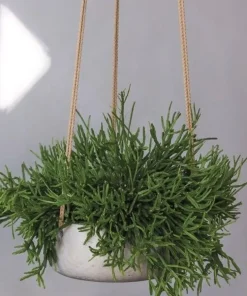 Blomsterampel i matsort eller sandgrå fiberclay med flettet tov - H.11xØ.29cm