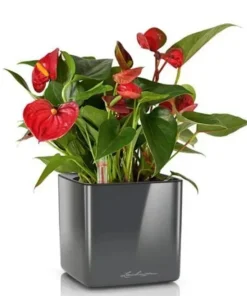 Lille antrazit Lechuza plantepotte med selvvanding - 16x16x16cm