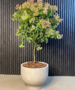 Petros Cup Krukke i Fiberbeton - Ø.42cm