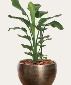 Rustik Polaris metal hammered gold plantepotte - 3 str.