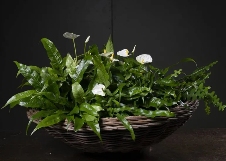 Stor dekorationsfad / rattanbakke i flettet rattan/pil - Ø.60cm