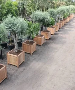 Store krukker i træ / hardwood med ben