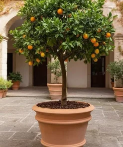 Toscana krukke i Terracotta - 4 str op til Ø.110cm